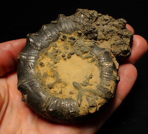 Big spiny pyrite Eoderoceras ammonite fossil (86 mm)