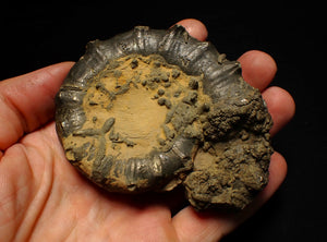 Big spiny pyrite Eoderoceras ammonite fossil (86 mm)