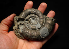 Load image into Gallery viewer, Big pyrite Eoderoceras ammonite fossil (100 mm)
