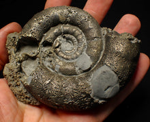 Load image into Gallery viewer, Big pyrite Eoderoceras ammonite fossil (100 mm)
