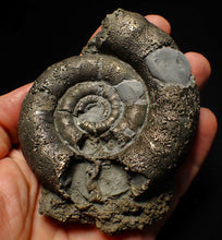 Load image into Gallery viewer, Big pyrite Eoderoceras ammonite fossil (100 mm)
