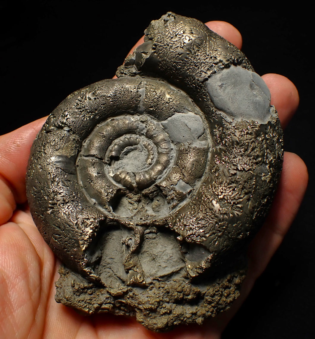 Big pyrite Eoderoceras ammonite fossil (100 mm)