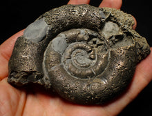 Load image into Gallery viewer, Big pyrite Eoderoceras ammonite fossil (100 mm)
