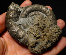 Load image into Gallery viewer, Big pyrite Eoderoceras ammonite fossil (100 mm)
