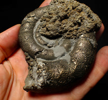 Load image into Gallery viewer, Big pyrite Eoderoceras ammonite fossil (100 mm)
