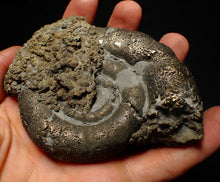 Load image into Gallery viewer, Big pyrite Eoderoceras ammonite fossil (100 mm)
