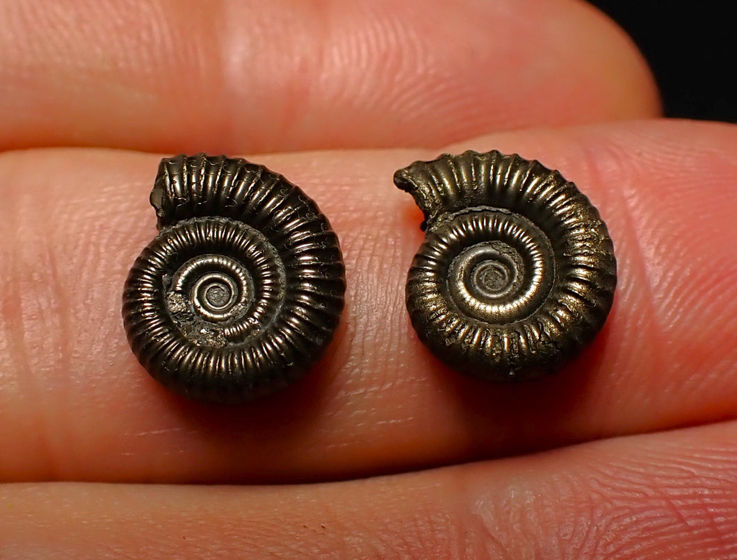 Matched pair of Crucilobiceras pyrite ammonite fossil (13 mm)