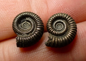 Matched pair of Crucilobiceras pyrite ammonite fossil (13 mm)