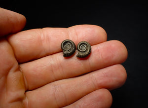 Matched pair of Crucilobiceras pyrite ammonite fossil (11 mm)
