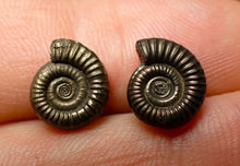Load image into Gallery viewer, Matched pair of Crucilobiceras pyrite ammonite fossil (11 mm)
