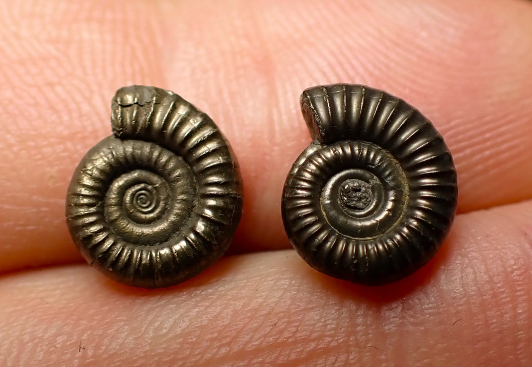 Matched pair of Crucilobiceras pyrite ammonite fossil (11 mm)
