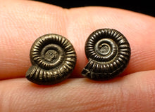 Load image into Gallery viewer, Matched pair of Crucilobiceras pyrite ammonite fossil (11 mm)
