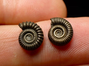 Matched pair of Crucilobiceras pyrite ammonite fossil (10 mm)