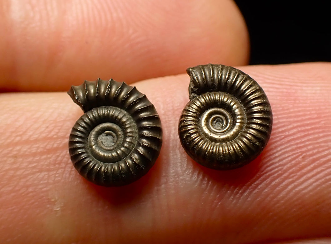 Matched pair of Crucilobiceras pyrite ammonite fossil (10 mm)
