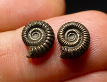 Load image into Gallery viewer, Matched pair of Crucilobiceras pyrite ammonite fossil (10 mm)

