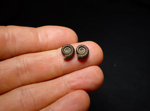 Matched pair of Crucilobiceras pyrite ammonite fossil (10 mm)
