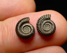 Load image into Gallery viewer, Matched pair of Crucilobiceras pyrite ammonite fossil (10 mm)
