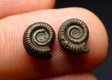 Load image into Gallery viewer, Matched pair of Crucilobiceras pyrite ammonite fossil (10 mm)

