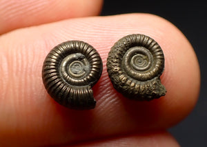 Matched pair of Crucilobiceras pyrite ammonite fossil (10 mm)