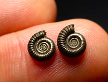 Load image into Gallery viewer, Tiny matched pair of Crucilobiceras pyrite ammonite fossil (7 mm)
