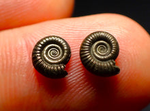 Load image into Gallery viewer, Tiny matched pair of Crucilobiceras pyrite ammonite fossil (7 mm)

