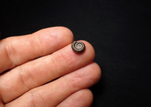 Load image into Gallery viewer, Crucilobiceras pyrite ammonite fossil (10 mm)
