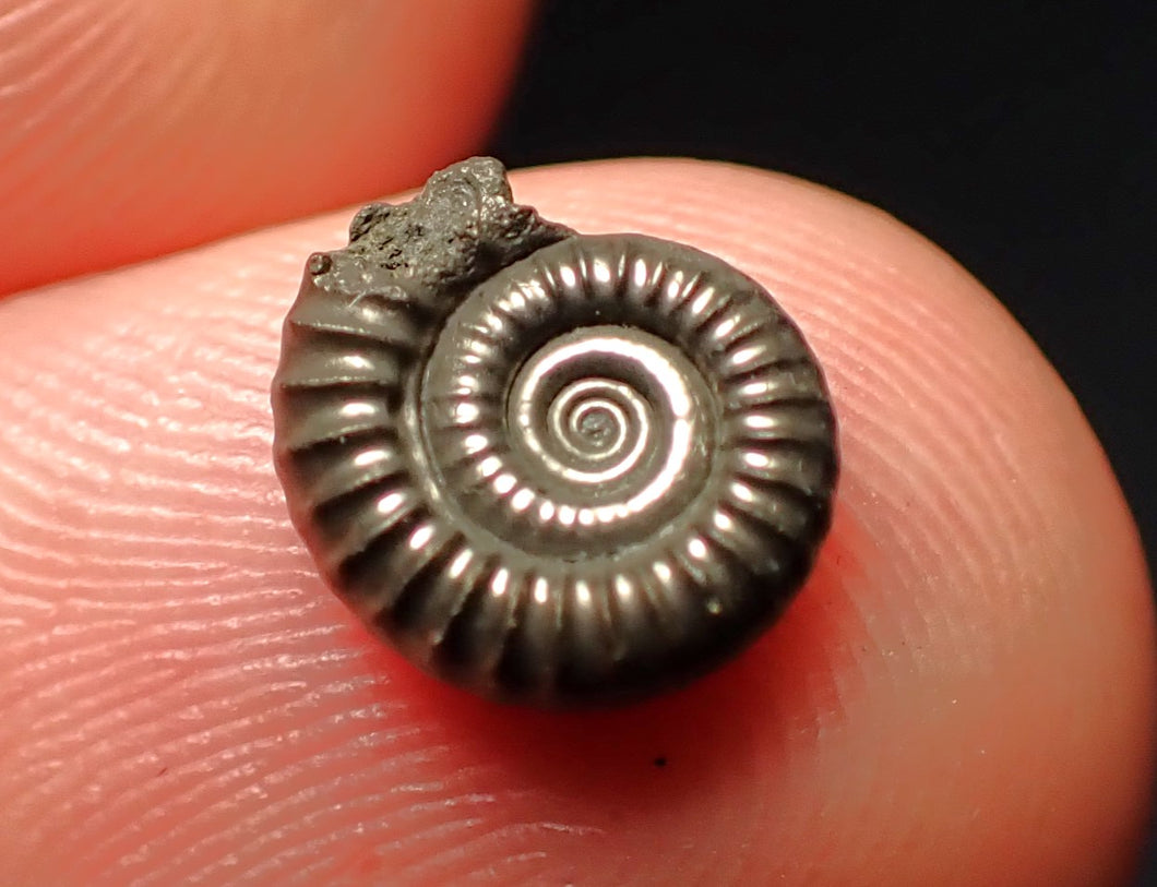 Crucilobiceras pyrite ammonite fossil (10 mm)