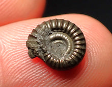 Load image into Gallery viewer, Crucilobiceras pyrite ammonite fossil (10 mm)
