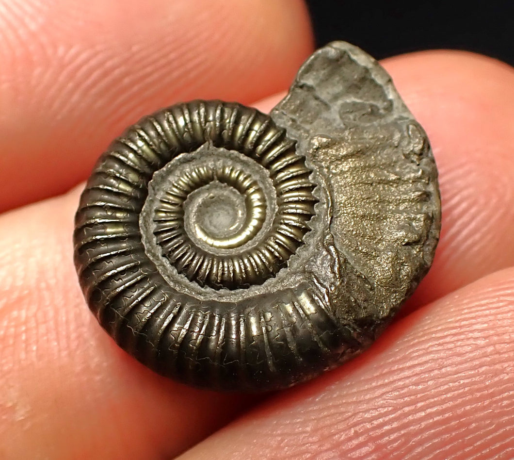 Crucilobiceras pyrite ammonite fossil (20 mm)