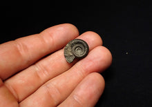 Load image into Gallery viewer, Crucilobiceras pyrite ammonite fossil (20 mm)
