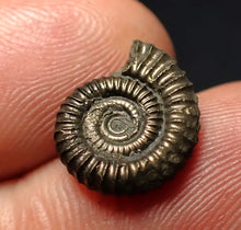 Load image into Gallery viewer, Crucilobiceras pyrite ammonite fossil (15 mm)
