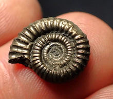 Load image into Gallery viewer, Crucilobiceras pyrite ammonite fossil (15 mm)
