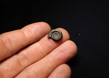 Load image into Gallery viewer, Crucilobiceras pyrite ammonite fossil (15 mm)
