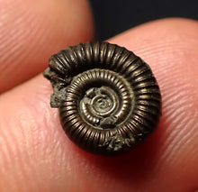 Load image into Gallery viewer, Crucilobiceras pyrite ammonite fossil (11 mm)
