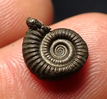 Load image into Gallery viewer, Crucilobiceras pyrite ammonite fossil (11 mm)
