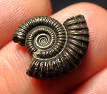 Load image into Gallery viewer, Crucilobiceras pyrite ammonite fossil (17 mm)
