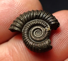 Load image into Gallery viewer, Crucilobiceras pyrite ammonite fossil (17 mm)
