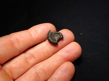 Load image into Gallery viewer, Crucilobiceras pyrite ammonite fossil (17 mm)
