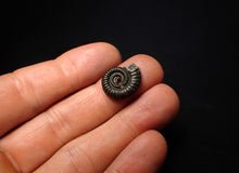 Load image into Gallery viewer, Crucilobiceras pyrite ammonite fossil (17 mm)
