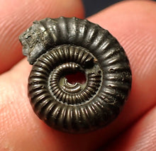 Load image into Gallery viewer, Crucilobiceras pyrite ammonite fossil (17 mm)

