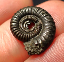 Load image into Gallery viewer, Crucilobiceras pyrite ammonite fossil (17 mm)
