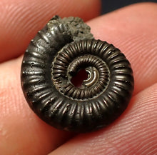 Load image into Gallery viewer, Crucilobiceras pyrite ammonite fossil (17 mm)
