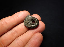 Load image into Gallery viewer, Crucilobiceras pyrite ammonite fossil (24 mm)

