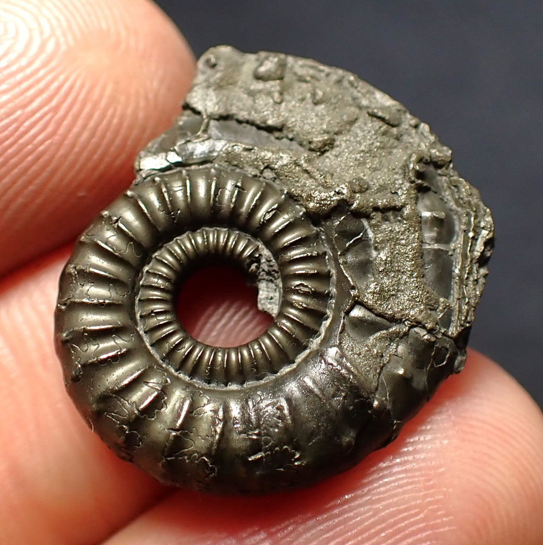 Crucilobiceras pyrite ammonite fossil (24 mm)