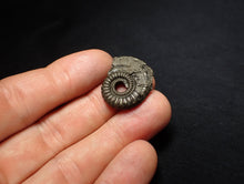 Load image into Gallery viewer, Crucilobiceras pyrite ammonite fossil (24 mm)
