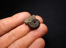Load image into Gallery viewer, Crucilobiceras pyrite ammonite fossil (21 mm)
