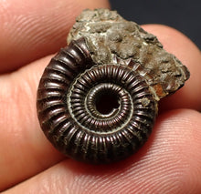 Load image into Gallery viewer, Crucilobiceras pyrite ammonite fossil (21 mm)

