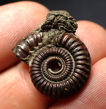 Load image into Gallery viewer, Crucilobiceras pyrite ammonite fossil (21 mm)
