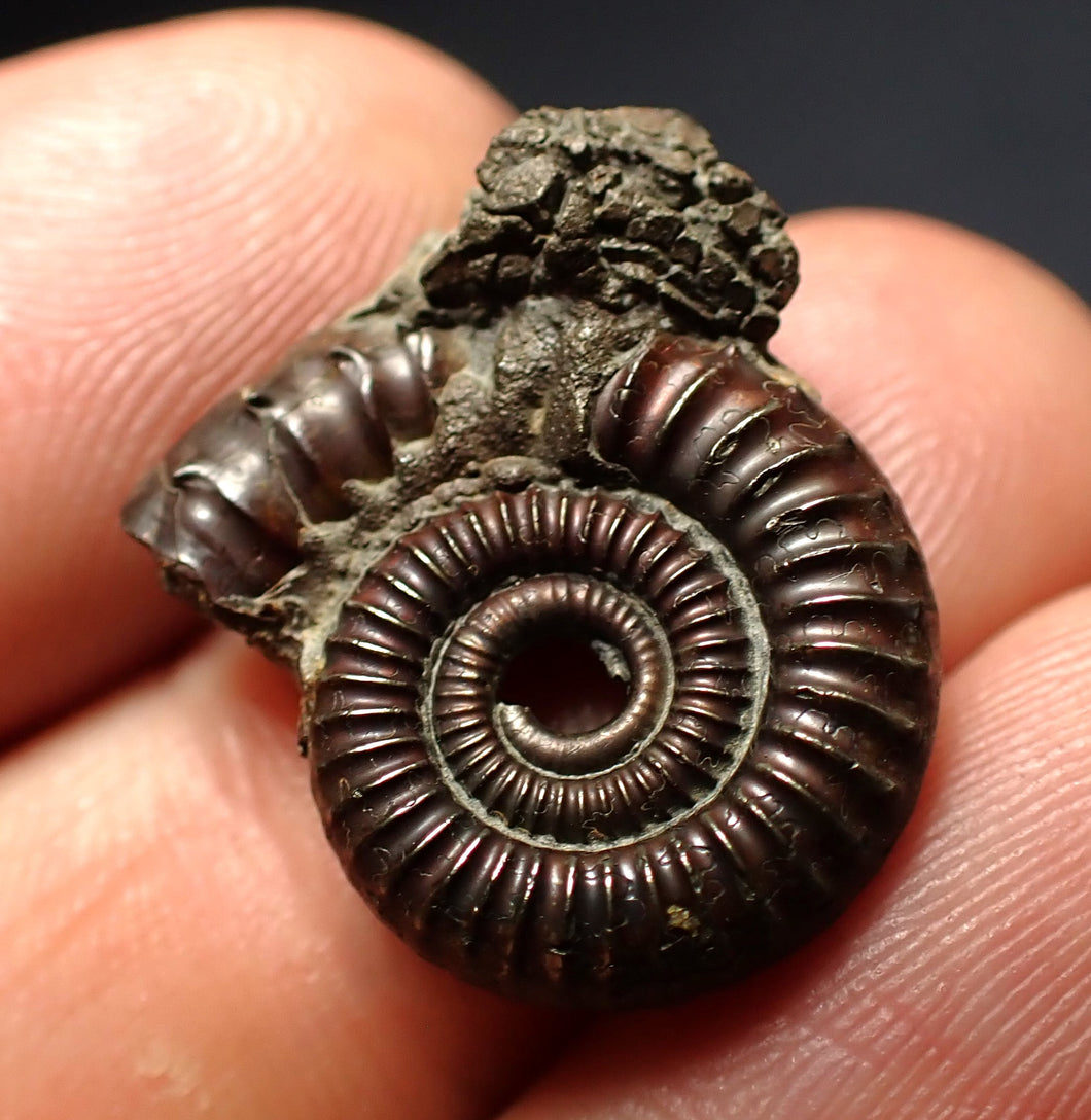 Crucilobiceras pyrite ammonite fossil (21 mm)