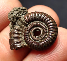 Load image into Gallery viewer, Crucilobiceras pyrite ammonite fossil (21 mm)
